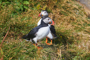 Atlantic Puffins birds or common puffins in nature background at Dirholaey in Iceland. Iceland and Norway most popular birds.
