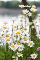 Cose up of blooming white daisies, chamomile with yellow centers growing in a lush meadow background. Oxeye daisy, Leucanthemum vulgare, Common daisy, Dog daisy. Gardening, plant breeding