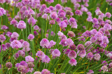 Close up image of blooming chive, allium schoenoprasum flower on vivid purple petals and green stems background. Gardening, nature, or herbal plants, landscape design, decorative plant for flowerbed.