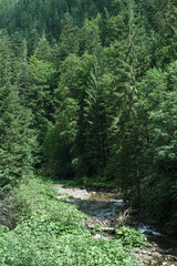 Tranquil mountain creek flows gently between lush coniferous forest and tall spruce trees Carpathian mountains. Summer landscape of untouched nature, peaceful scenery and flowing river water.