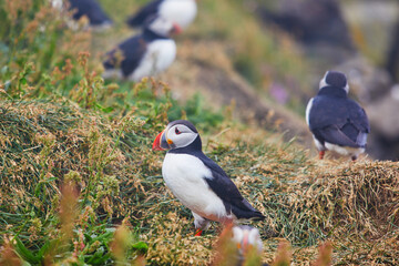 Atlantic Puffins birds or common puffins in nature background at Dirholaey in Iceland. Iceland and Norway most popular birds.