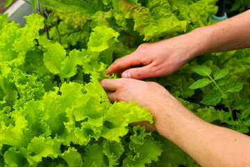 Hands Harvesting Fresh Lettuce in Home Garden. Gardening in Greenhouse. Countryside dacha. 