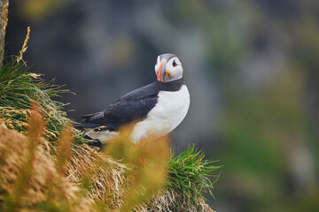 Atlantic Puffins birds or common puffins in nature background at Dirholaey in Iceland. Iceland and Norway most popular birds.