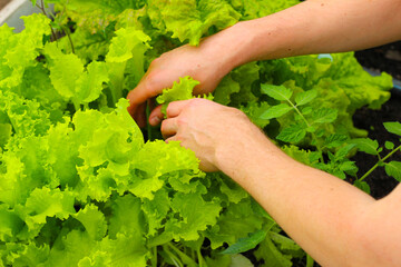 Hands Harvesting Fresh Lettuce in Home Garden. Gardening in Greenhouse. Countryside dacha. 