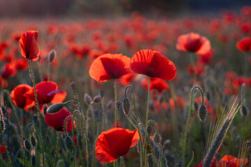 Field of red poppies