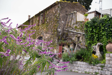 Old town, stone building, Chinese wisteria growing on stone walls and blooming profusely with...