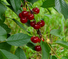 Close-up of ripe red cherries growing on a tree branch surrounded by vibrant green leaves. perfect for themes of agriculture, gardening, organic food, and nature.