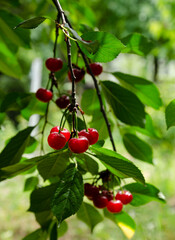 Close-up of ripe red cherries growing on a tree branch surrounded by vibrant green leaves. perfect for themes of agriculture, gardening, organic food, and nature.