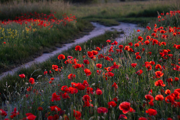 Field of red poppies