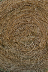 Hay is rolled into large bales for convenient storage and transportation. Unrolling the round hay bale. Quality control. Hay bale cross-section. 
