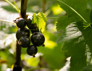 Close-up of ripe raspberry growing on a tree branch surrounded by vibrant green leaves. perfect for themes of agriculture, gardening, organic food, and nature.