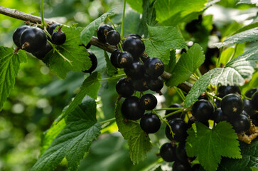 Close-up of ripe raspberry growing on a tree branch surrounded by vibrant green leaves. perfect for themes of agriculture, gardening, organic food, and nature.