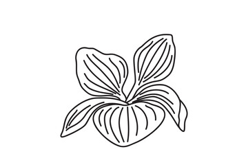 Fototapeta premium Line art botanical leaves isolated on white background. Hand drawn outline foliages plant vector illustration. Graphic design element for Birthday Wedding Greeting Card Flyer Poster Invitation Print