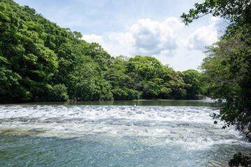初夏の五十鈴川と森