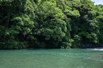 初夏の五十鈴川と森