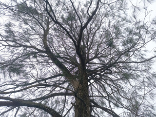 A pine tree with many branches and leaves jutting out against a misty sky in the hills. The natural texture of the tree trunk and branches. Photo from a lower angle.