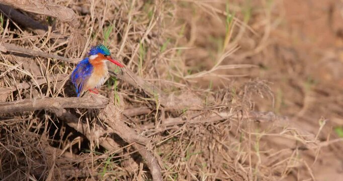 Wide of Malachite Kingfisher (Corythornis cristatus) perching on a deadwood preening itself at midday in Kenya