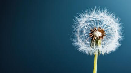 Obraz premium A delicate dandelion puff stands out against a bright blue background, beautifully capturing the fleeting nature of life and symbolizing wishes and the beauty of simplicity.