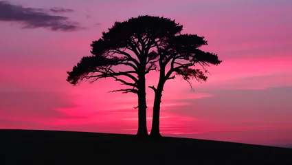 Gordijnen  a peaceful landscape featuring a lone tree in silhouette set against a dreamy blend of pink and purple hues at sunset © Amiir