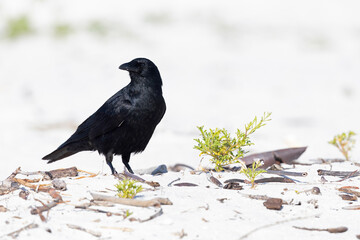 fish crow (Corvus ossifragus)