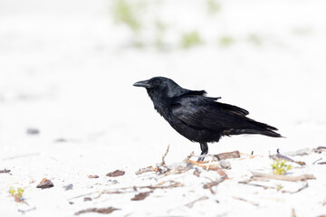 fish crow (Corvus ossifragus)