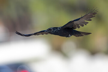 A fish crow (Corvus ossifragus) in flight.