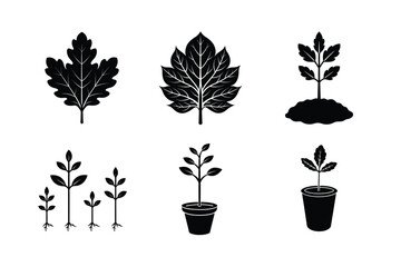 Healthy Post Oak Seedlings Growing in Natural Soil