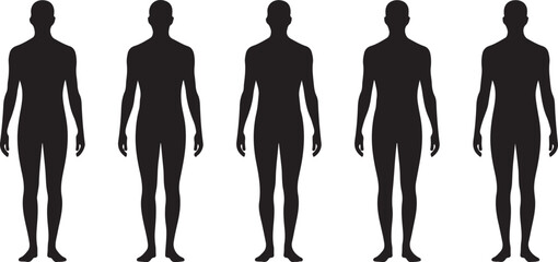 Human Skeleton Anatomy Illustrations Torso, Spine, and Ribcage