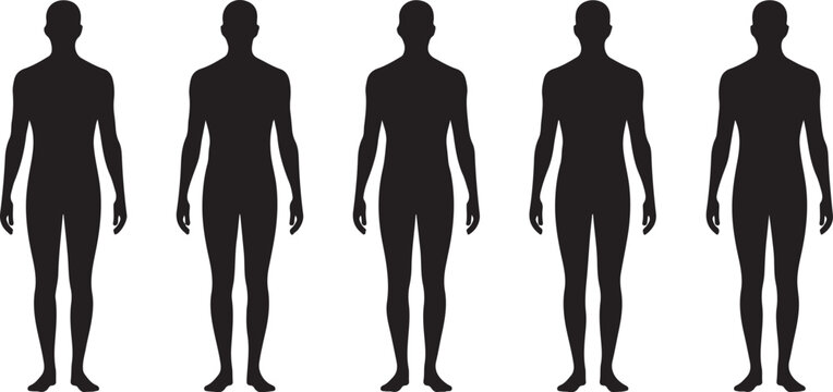 Human Skeleton Anatomy Illustrations Torso, Spine, and Ribcage