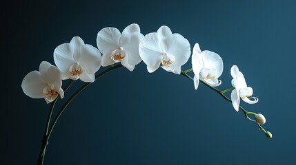 White orchid against dark background