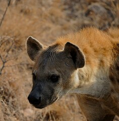 The hyena is thinking about what to eat today