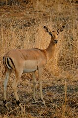 The Impala is waiting for us