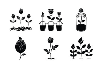 Rose Seed Germination Process with Healthy Seedlings Growing