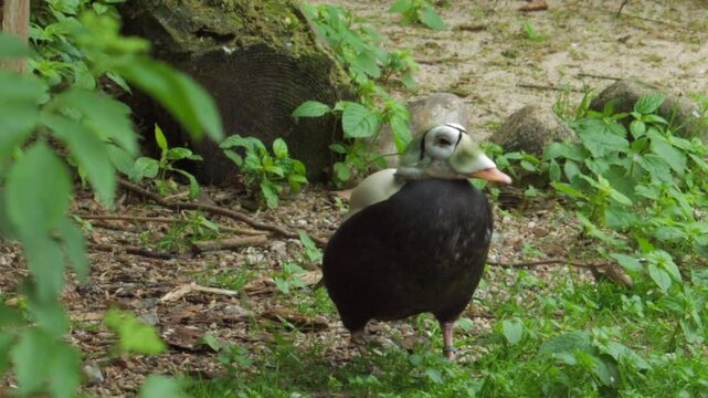 Spectacled eider resting on grass with head tucked in
