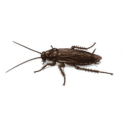 Detailed Cockroach Scalable Graphic Perfect for Pest Control Logos Branding and Educational Materials