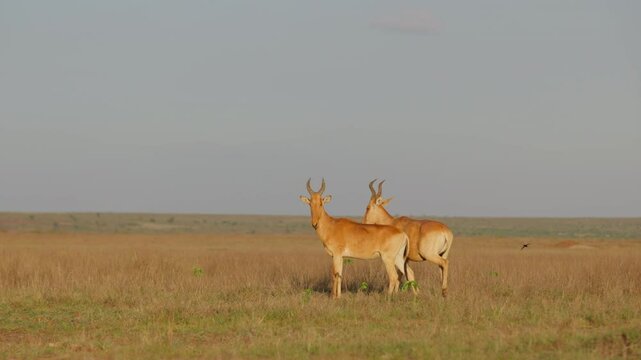 Very wide gimbal tracking of Hartebeests (Alcelaphus buselaphus) standing in the vast savannah grassland under hot midday sun in Kenya