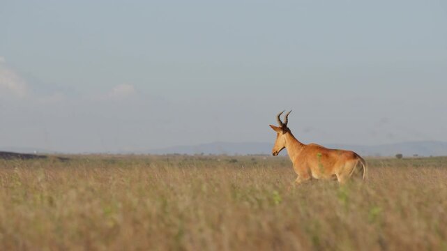 Very wide dolly tracking of a Hartebeest (Alcelaphus buselaphus) walking through tall dry grass in Kenya overlooking distant hilly landscape
