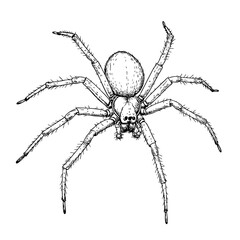 Obraz premium Pająk rysunek