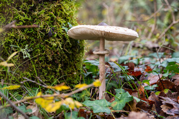one wild mushroom in a forest in Istria, Croatia