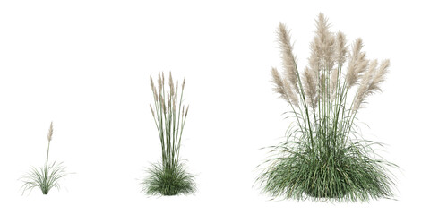 Cut out flowering grass collection isolated on transparent background. high quality and realistic 3d rendering . PNG format