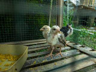 photo of a group of chicks in a wire cage under natural sunlight, taken from eye level, a traditional farm scene in Asia, Indonesia. © Ndorography