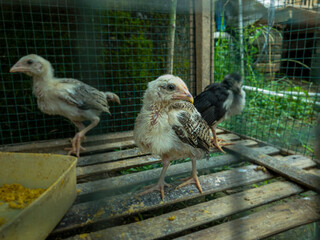photo of a group of chicks in a wire cage under natural sunlight, taken from eye level, a traditional farm scene in Asia, Indonesia. © Ndorography