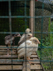 photo of a group of chicks in a wire cage under natural sunlight, taken from eye level, a traditional farm scene in Asia, Indonesia. © Ndorography