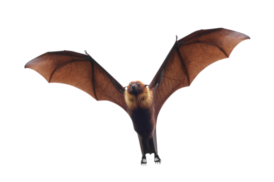 Bat flying isolated on transparent background.