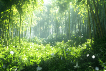 Fototapeta premium Bamboo forrest outdoors nature plant.