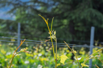 A vineyard in the spring morning light.