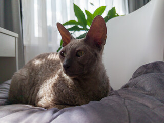 Cornish Rex relaxing on the bed in the sun.