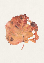 Hand drawn illustration of dried fall leaf. Perfect for posters, home textile, wall decor, apparel, packaging design, stationery and other printed goods