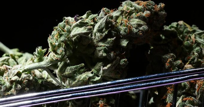 medical marijuana cannabis buds close up