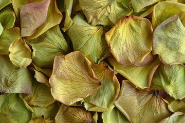 Fototapeta premium Green Dry Rose petals blossom flower herbal.